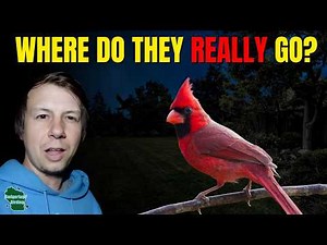 The TRUTH About Where Your Backyard Birds Go At Night!