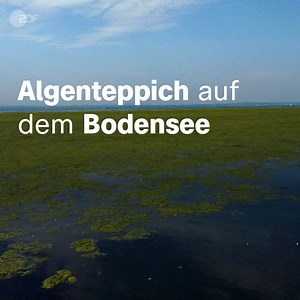 Auf Teilen des Bodensees schwimmt ein großer, stinkender Algenteppich - eine Folge des Klimawandels. | ZDF heute