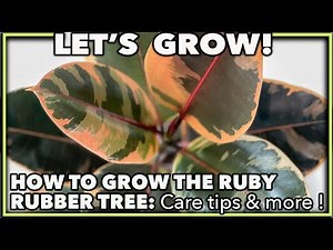 RUBY RUBBER TREE