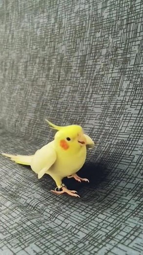 Funny Singing Parrot Caught on Camera! 🎶🦜