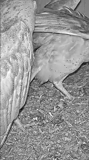 Congrats!! 😍🦉 Unbelievable Footage! Barn Owl Lays 4th Egg and Celebrates with a Kiss – Caught Live!
