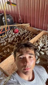 Fun fact: This brooder bedding will eventually end up in our garden — after it fully breaks down into rich, ready-to-use compost. 🌱♻️ We prioritize diversity which creates sustainability — each aspect of our farm benefits the others. This look into the brooder is just one piece of a regenerative closed-loop system. • • • • #northcarolina #northcarolinafarm #regenerativeagriculture #regenerativeag #charlotte #mooresvillenc #chinagrovenc #matthewsnc #salisburync #farmerlife #farming #eatlocal #pa