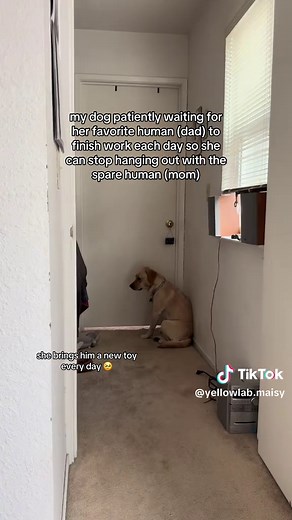 is this the cutest thing ever? yes. does it hurt my feelings? also yes #dogsoftiktok #cutepuppy #dogmom #dogdad #labrador