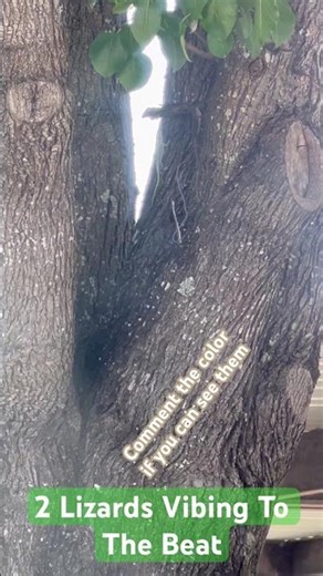 Them #Lizards were ready to drop that #Beat #reptiles #reptilian #reptilianwonders #nature #outdoors