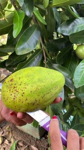 Avocado Fruit #avocado