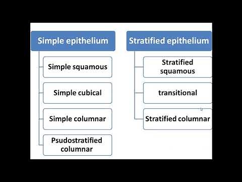2 stratified epithelium and neuroepithelium