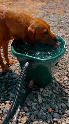 A great new product for all you dog owners out there from our friends Game Washer — The Self-Cleaning Dog Waterer. Dogs LOVE clean, cool water. Especially during those hot summer months. The patented nozzle on the Dog Waterer actually keeps the water pail clean and the turbulent water prevents algae buildup and mosquito growth! Two big issues for our duck dogs during the summer months. The great part is you can use it with a water timer for auto filling and flushing! The dogs love it. #GameWashe