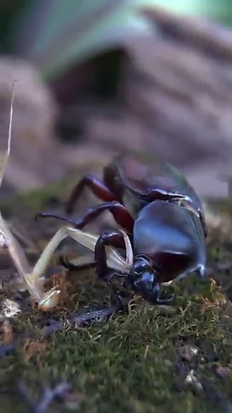 Japanese Praying Mantis Attacks Giant Horned Beetle 🪲⚔️