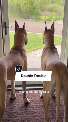 Meet Riggs and Rosalita: Your New Great Dane Guard Dogs