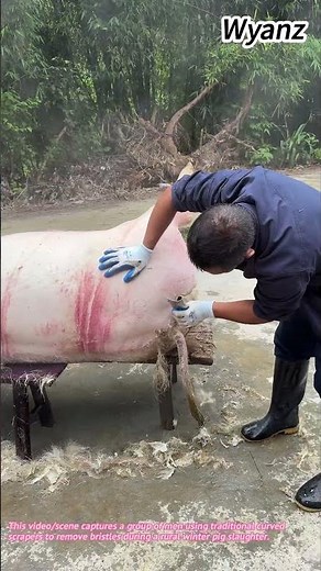 Rural Life: Traditional Pig Scraping Skill 🌾↓