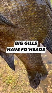 NEW 1.25” ITTY BIT MAYFLY - Outbreak (422) | Bobby Garland Crappie Baits
