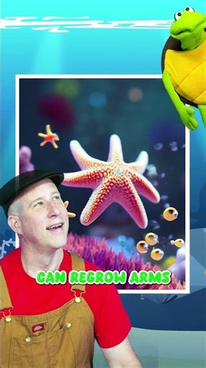 Starfish Can Regrow Their Limbs!