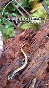 28K views · 264 reactions | Here are some fun facts about each...