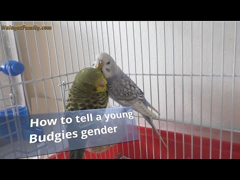 How to Tell Your Young Budgies Gender, Male or Female?