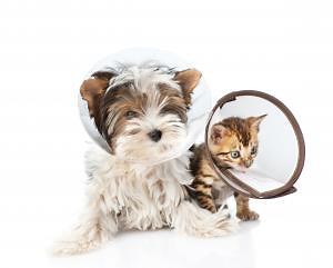 What to Expect After Your Pet's Spay or Neuter