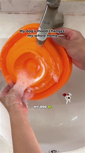 Understanding Canine Anxiety and How to Manage It