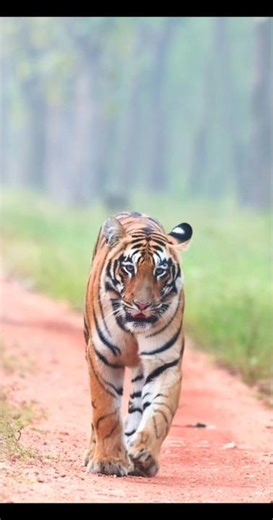 Puli Eppudu Puli Lage Jeevinchali Thappa 🔥🐯