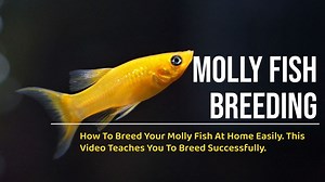 As a livebearer fish species, molly fish aren’t difficult to breed. In fact, mollies are so famous for their prolific breeding and ease of care that it’s no wonder they’re so popular in home aquaria. They ease with which they can breed is also why they’re often used as live feed for carnivore fish species, which I must admit, is a bit unfortunate for mollies. | Vedha Fish Farm