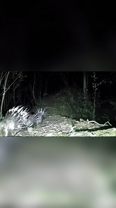 15K views · 46 reactions | Porcupine Family on the Move! Check out these prickly travelers making their way through the woods. Nature is full of surprises. #porcupine #fblifestyle #wildlife #hunting #forest #huntinglife #naturevideo #forestlife | Sportsmans Hub | Facebook