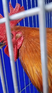 Tignan natin ang mga available na breeding materials sa booth 183 ng World Gamefowl Expo Maraming salamat sa pag acquire ng materials and good luck po sa breeding Paano makasali sa Pahulugan? Madali lang. Sumali sa FB Group. Ang Link ay nasa baba. May mga agents na mag aassist po sa inyo para sa next steps Sa 500 Pesos kada linggo makukuha mo na ang bloodline na gusto mo. Sali na sa FB Group Alumni Sisiw Academy para maassist ng mga agents natin. ⚠️Disclaimer: This post does not encourage and pr