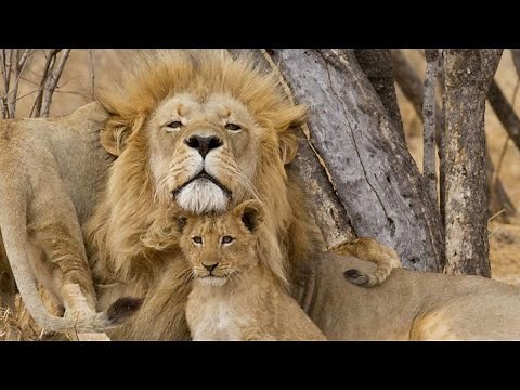 Lion Documentary - Takes Over a New Pride | Wild Planet HD