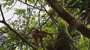 A wildlife safari cruise in Caño Negro wetlands on the Río Frío. Costa Rica is one of the best ways to see monkeys, sloth, caimen, crocs and hundreds of species of birds. If you're lucky you may even spot Great Green Macaws https://costa-rica-guide.com/nature/refuges/cano-negro/ | Costa Rica Guide