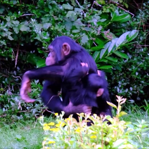 Chimpanzee Sister Taking Care Of Baby Brother !! #monkey | AnimalLovely
