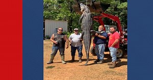 First-time hunters harvest big gator from Toledo Bend