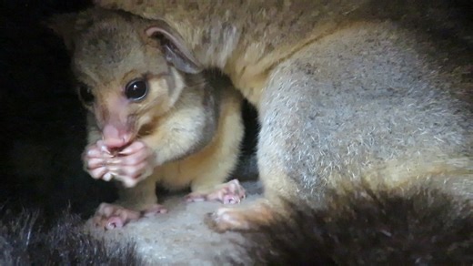 2.7K views · 285 reactions | Possums like to chew on wood sometimes, not a lot, else this hut would not still be standing, but they do like to ‘care’ for their teeth with woody possum ‘toothpicks’ to sharpen, trim and clean their teeth. Joey is learning off mum. | Possums & Allsorts | Facebook