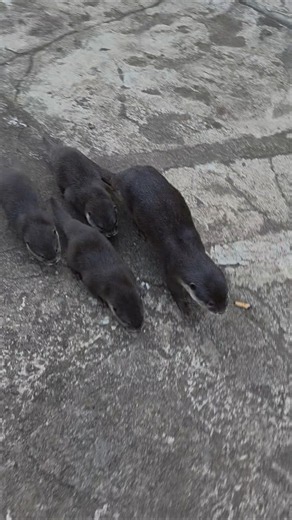 Going for a walk ll Go out strolling #siboni #sibona #otter #animals