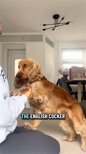English Cocker Spaniel 🐶 Meet The Cute & Charming Family Favourite!