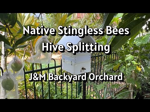 Native Stingless Bees Hive Splitting