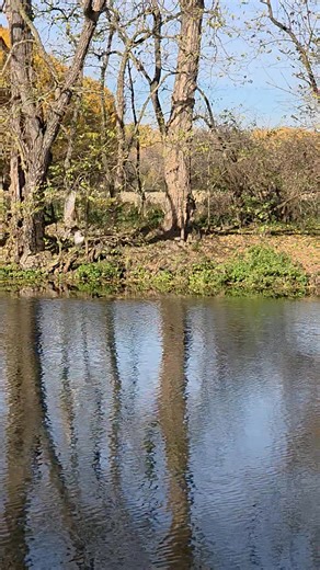 Dnes probíhala ve Cvrčovicích další záchranářské mise. Po ztracených kočičkách a pejscích se tentokrát jednalo o záchranu dravého ptáka. Ten nějakým záhadným způsobem zůstal ve spárech rybářského vlasce a nešťastně se zachytil o větve stromů nad řekou Jihlavou. Z této pasti se nemohl dostat a později notně vysílený a bezvládný směřoval smrti vstříc. Podařilo se ale přivolat pracovníka záchranné stanice pro ptactvo z Rajhradu a nutností bylo i přivolání hasičů. Ti se pokusili k dravci dostat, pře