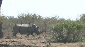New approach needed to save rhinos