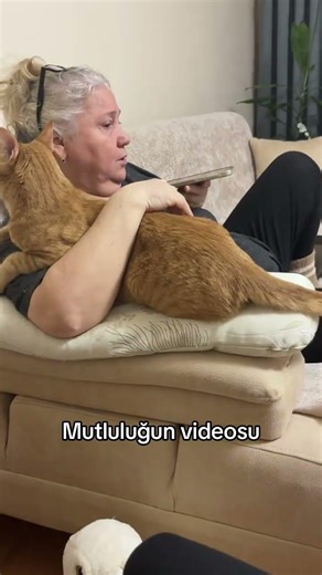 O kuyruğunu yerim #keşfet #kedi
