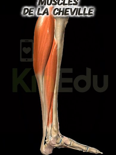 Muscles de la cheville : Anatomie et bien-être