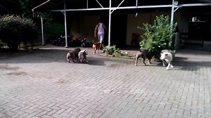 35K views · 694 reactions | Quem gostaria de ter uma rotina assim? XL Bully - XXL Pit Giantbullypitbulls Kennel | BULLY News - American Bully and Bully Breeds | Facebook