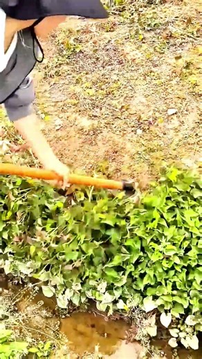 Efficient Grass & Weed Clearing with a Hoe! #shorts