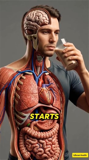 Protein Shake: What Happens Inside Your Body? #medicalanimation #humanbody #anatomy #digestivehealth