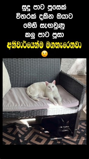 YOU SAW THE WHITE CAT… BUT MISSED THE BLACK ONE, RIGHT? 🐱⚫⚪ | #shorts #viral #fypシ #illusion #spot