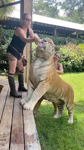 Moksha Bybee on Instagram: "☮️❤️🐯"