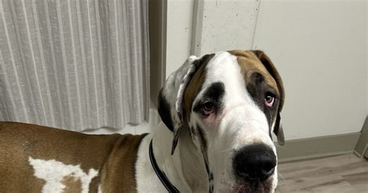 Dog owner faces criminal summons after challenging Denver Animal Control 'dangerous' dog euthanasia suggestion