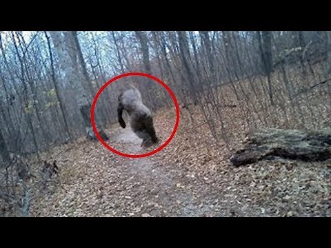 5 Terrifying BIGFOOT Sightings Caught on Camera