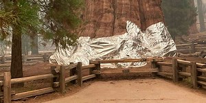 World’s largest tree wrapped in foil amid California wildfire worries