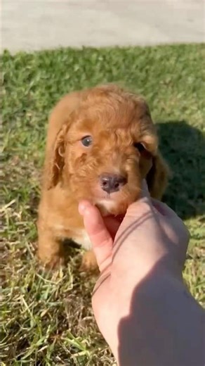 F1B Mini Aussiedoodle Puppy 🤍 Microchip 956000019456585 | BR100575