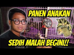 SEDIH ANAKAN SUGAR GLIDER TINGGAL TULANG 😭😭‼️ GIMANA INI ⁉️