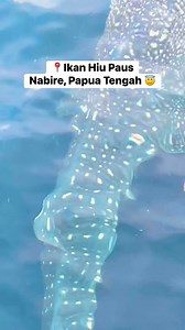 Ikan hiu paus di kawasan Taman Nasional Teluk Cenderawasih - Perairan Kwatisore, Kabupaten Nabire, Provinsi Papua Tengah, di kawasan Taman Nasional Teluk Cenderawasih, merupakan destinasi wisata Papua yang cocok bagi pengunjung yang ingin menyelam dan bertemu dengan hiu paus. Pengunjung dapat berenang dan snorkeling dengan hiu paus yang jinak dan dapat ditemui sepanjang tahun. Untuk melihatnya, wisatawan dapat mengamati dari bagan penangkap ikan milik nelayan sambil memberi umpan ikan teri, atau