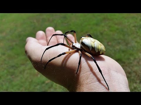 How to pick up a Yellow and Black Garden Spider - Argiope Aurantia