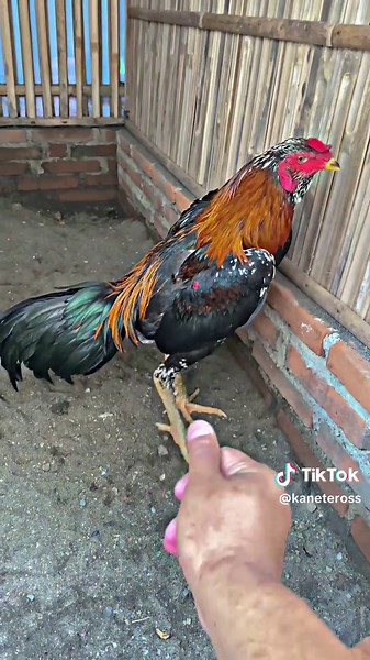 Video Musik Pakhoy Drumband Bersama Upin Ipin