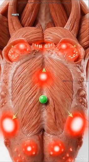 How Your Tongue Detects Taste | The Amazing Science of Taste Buds